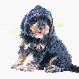Ralphie - Black and tan male Cavapoo puppy in Lawton, Oklahoma from Lindsey’s Cavies