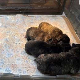 French Bulldog puppies from Drake Home Frenchies