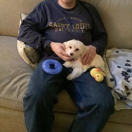 Coton de Tulear and Poodle Puppies from Legacy Pets