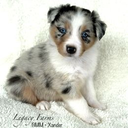 BMM - Xander - Blue merle male Australian Shepherd puppy in Shelby, Alabama from Legacy Farms