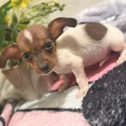 Miloh - Piebald male Dachshund puppy in Moreno Valley, California from Purpleheart_doxiess