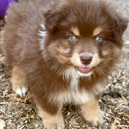 Teddy - Red tri male Miniature Australian Shepherd puppy in Patterson, North Carolina from DreamLine Aussies