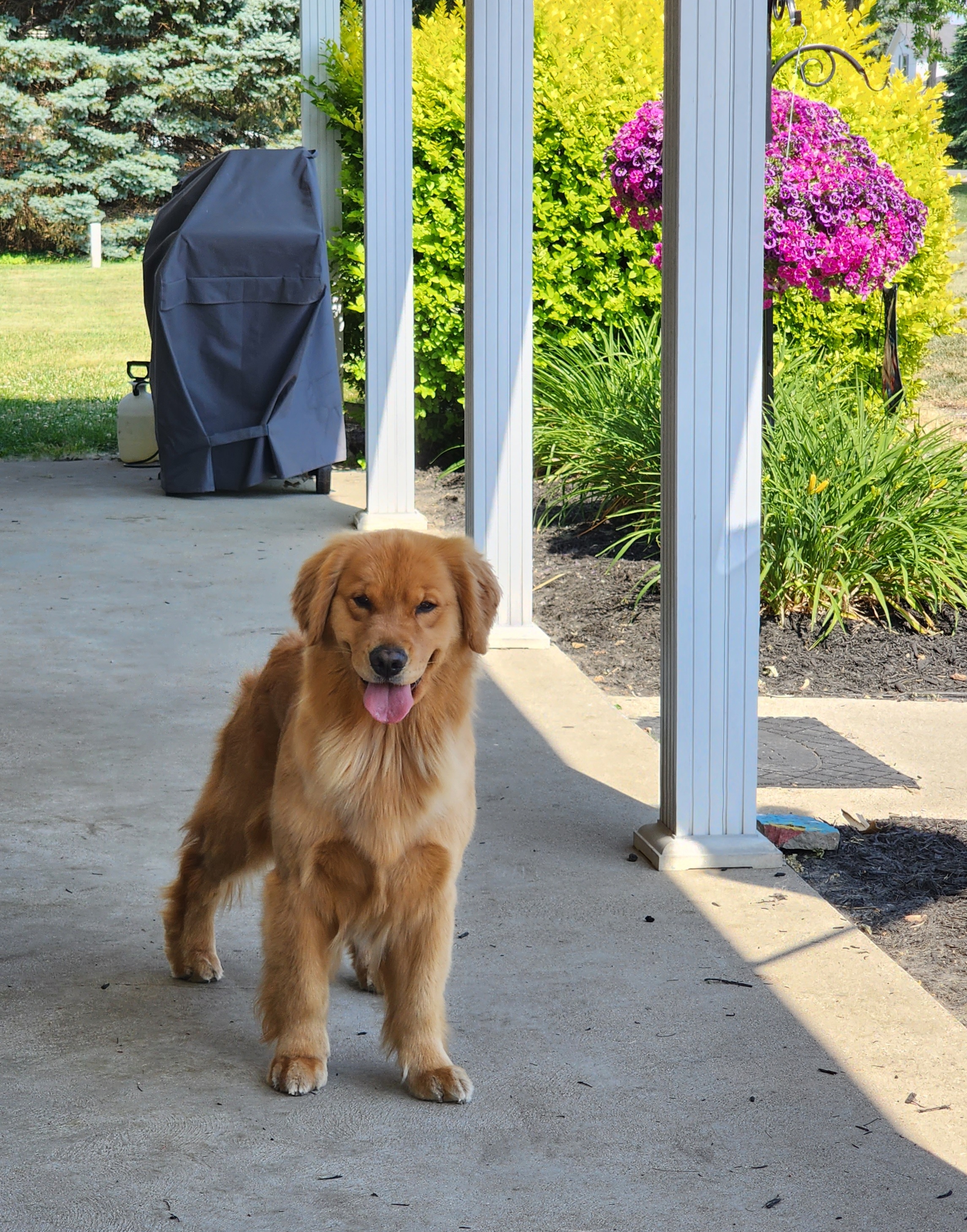 Merica - Golden Retriever