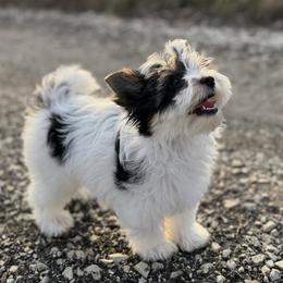 Biewer Terrier Puppies from Half Pint Biewer Terriers