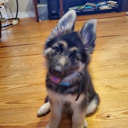 Mia - German Shepherd