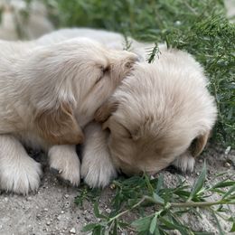 Golden Retriever Puppies from Castle Country Companions