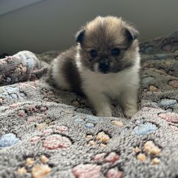 Maile - Red parti female Pomeranian puppy in Hilo, Hawaii from Jonna's Poms