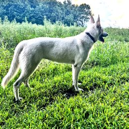 Mayflower - German Shepherd