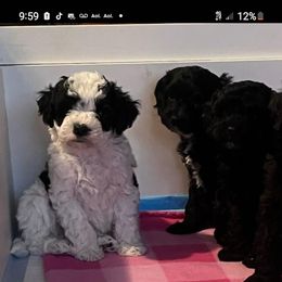Cavapoo puppies from Carlson Cavapoos