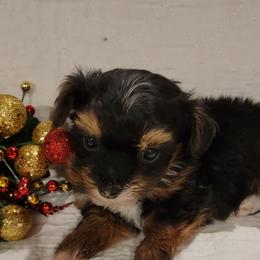 Princess - Black and white female Havanese puppy in Tarrant County, Texas from Jerico Havanese