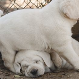 Labrador Retriever Puppies from Polar Bear Farms
