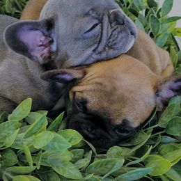French Bulldog Puppies from Haas Frenchies LLC