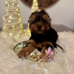 Flint (Mini Shop and Hocus Pocus Lineage) - Black and tan male Yorkshire Terrier puppy in Pittsburg, California from Crystal Garden Yorkies