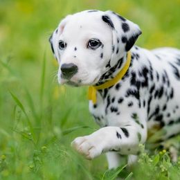 Dalmatians from Fireday Dalmatians