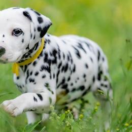 Dalmatians from Fireday Dalmatians