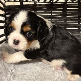 Boy 1 - Tri-color male Cavalier King Charles Spaniel puppy in Hallsville, Texas from Christy’s Cavalier King Charles Spaniels