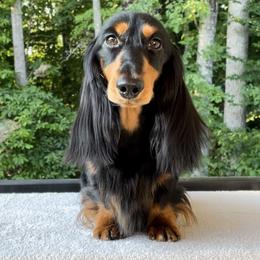 Major - Dachshund
