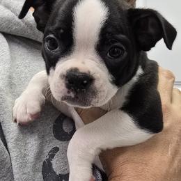 Blue collar - Black and white female Boston Terrier puppy in North Branch, Michigan from K & B Boston's