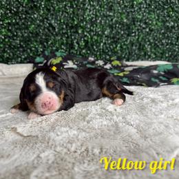 Yellow girl - Tri-color female Bernedoodle puppy in Modesto, California from Two Doods Doodles