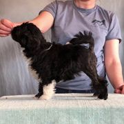 Lowchen Puppies from Dragonne Lowchen