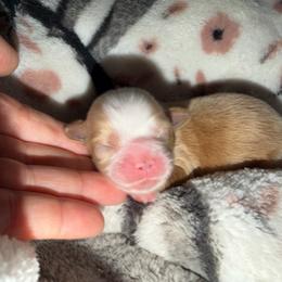 Boy 3 - Gold and white male Shih Tzu puppy in Rockmart, Georgia from Sonya Garrett