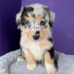 Jasmine3Boy1- BMM,NBT, blue eyes likely, CHIC-OFA-DNA-AKC Titled Parents - Blue merle male Australian Shepherd puppy in South Hill, Virginia from Silverside Aussies LLC