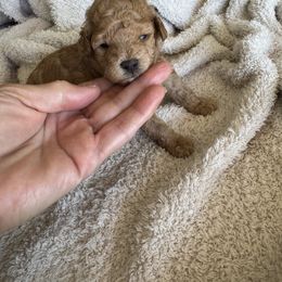 Max - Apricot male Poodle puppy in Queen Creek, Arizona from Prestigious Toy Poodles