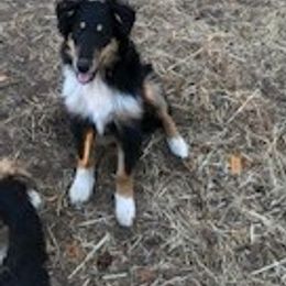 Old Time Scotch Collie Puppies from Carabella Vintage Collies