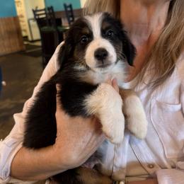 Drizzle - Black tri male Miniature American Shepherd puppy in Phoenix, Arizona from Outlaw Minis