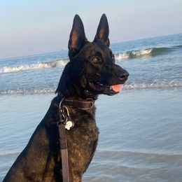 Dutch Shepherds from Fontana Farm