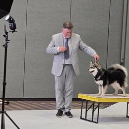 Finnish Lapphunds from Taika Kennel