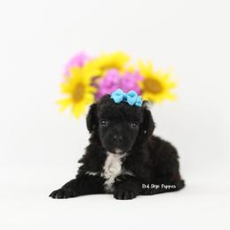 Light Blue Collar AKC Black Abstract Female - Black female Poodle puppy in Republic, Missouri from Red Skye Puppies