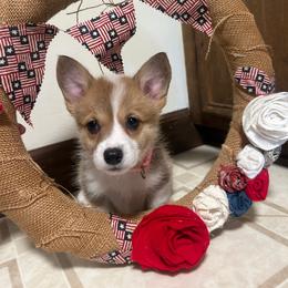 Girl 4 - Sable female Pembroke Welsh Corgi puppy in Greenwood, South Carolina from JOY Farms