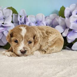 Rylan - Red female Cockapoo puppy in Louisburg, North Carolina from Raven Oak's Mini Cockapoos and Mini Dachshunds