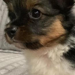 Boxer and Papillon Puppies from Tradition Boxers and Papillons