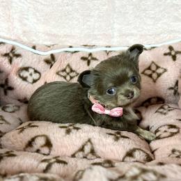 Mila - Silver female Chihuahua puppy in Mesa, Arizona from Arizona Dream Chihuahuas
