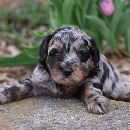 Ollie - Merle male Whoodle puppy in West Bend, Iowa from Blue Skies Terriers