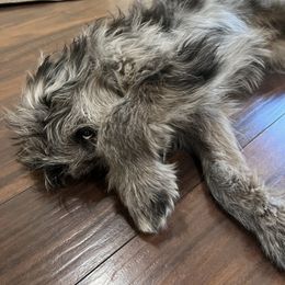 Aussiedoodle All Grown Up from Aspen Mountain Doodles LLC