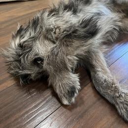 Aussiedoodle All Grown Up from Aspen Mountain Doodles LLC