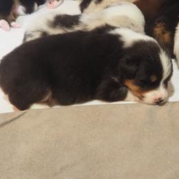 Boy 3 - male Australian Shepherd puppy in Cape Girardeau, Missouri from Promise Keeper Kennel