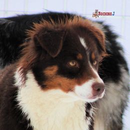 Ember - Miniature American Shepherd