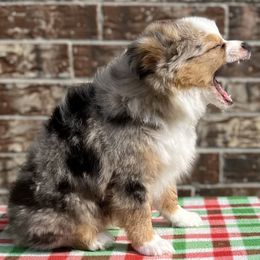 Miniature Australian Shepherds and Toy Australian Shepherds from R & W Aussies