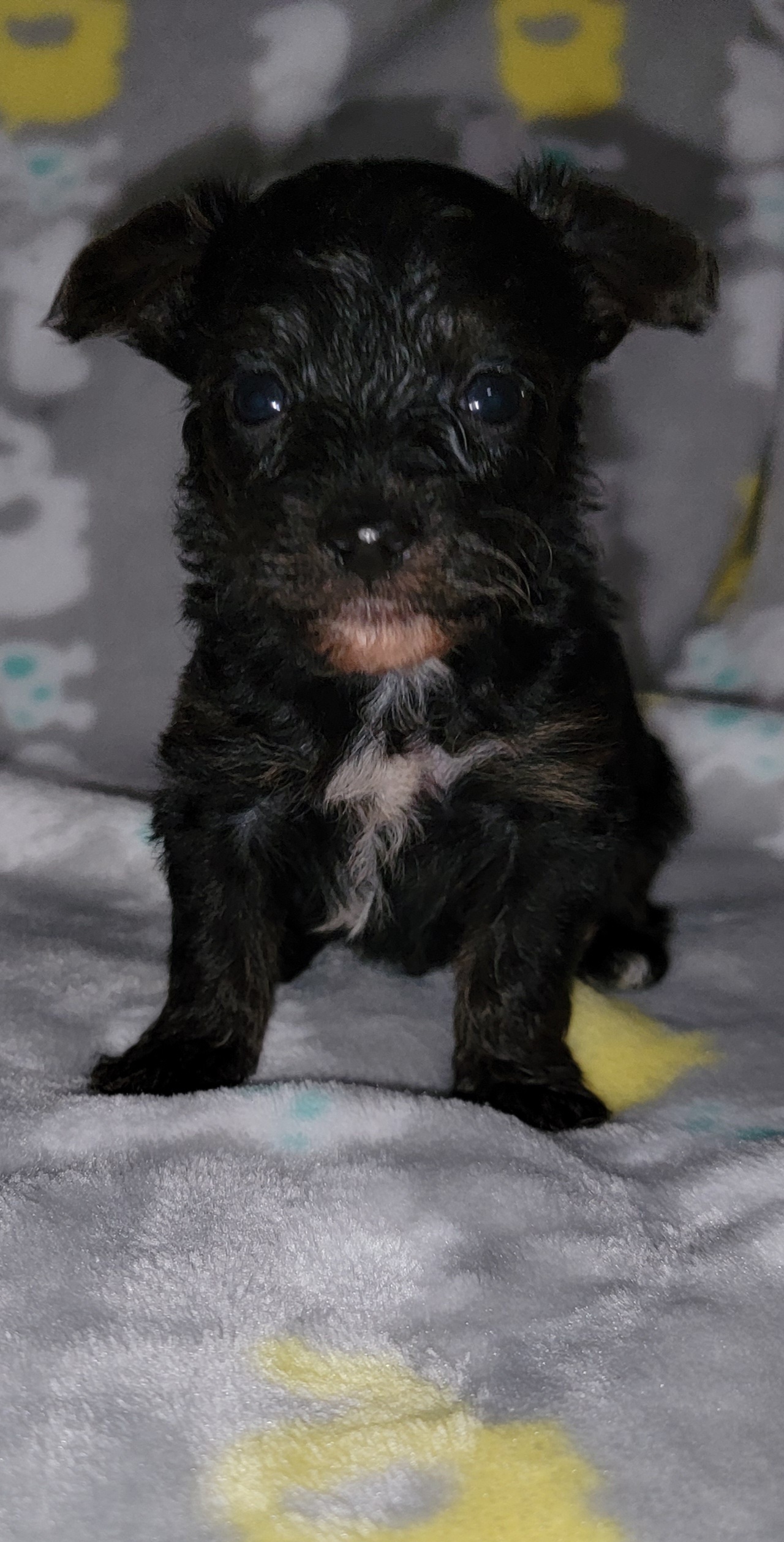 Yorkipoo and Yorkshire Terrier Puppies from Jacey Tatum