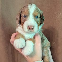 Arlington - Red merle male Aussiedoodle puppy in New Durham, New Hampshire from Ridgeview Aussiedoodles
