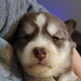 Orion - Red and white male Siberian Husky puppy in Swansea, Illinois from Husky B's