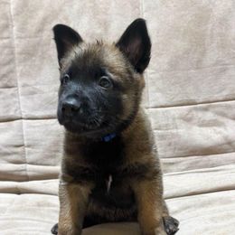 Blue - Fawn male Belgian Malinois puppy in Mexia, Texas from New Hope Malinois