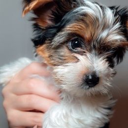 Maserati - Black tan and white Biewer Terrier puppy in Branford, Connecticut from CT Fuzzy Bugs - Biewer Terriers