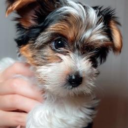Maserati - Black tan and white Biewer Terrier puppy in Branford, Connecticut from CT Fuzzy Bugs - Biewer Terriers