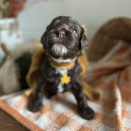 Brownie (yellow) - Brown and white female Cockapoo puppy in West Haven, Utah from Harper Haven Cavapoos & Doodles