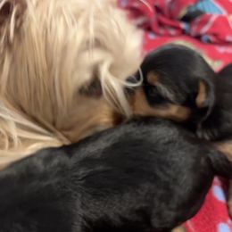 Yorkshire Terrier Puppies from Debbie’s Little Yorkies